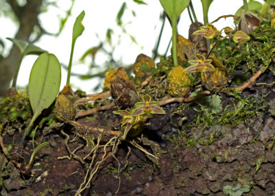 Bulbophyllum striatum