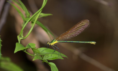 Vestalis smaragdina, female