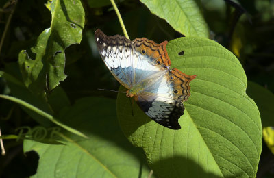 Common cruiser, female ( male is orange )