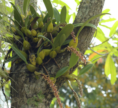 Bulbophyllum longibracteatum