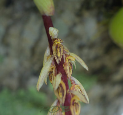 Bulbophyllum longibracteatum close