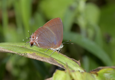 Common red flash