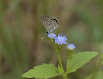 Small grass jewel, Freyeria putli