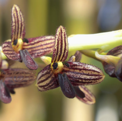 Bulbophyllum scaphiforme