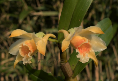 Dendrobium Cariniferum, wilde - niet geselecteerde of gemanipuleerde vorm