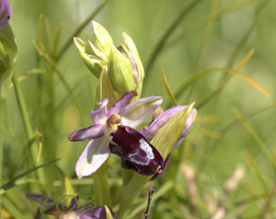 Ophrys catalaunica (O. bertolonii ssp. catalaunica)