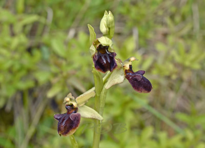 Ophrys sphegodes var. atrata