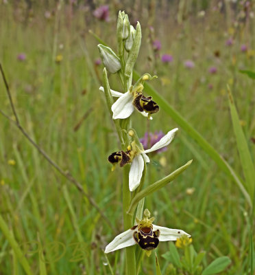 Ophrys apifera witte sepalen