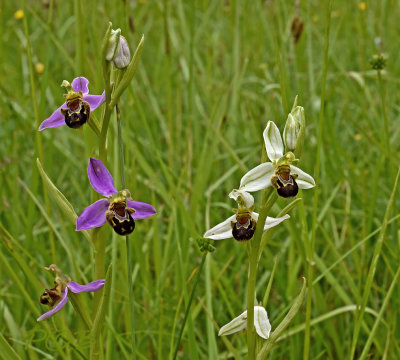Ophrys apifera var. apifera rood en wit
