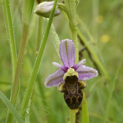 Ophrys pseudo scolopax, local name in France - Ophrys scolopax ssp. picta