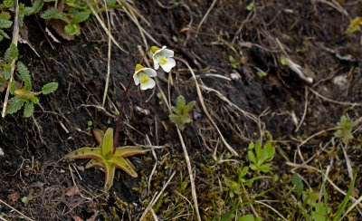 Pinguicula alpina,  Alpenvetblad