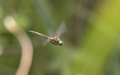 Glanslibel, Somatochlora flavomaculata, mannetje