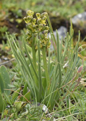 Chamorchis alpina,  5 cm