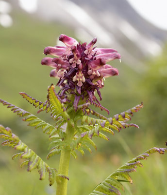 Pedicularis recutita