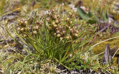 Chamorchis alpina, vegetatieve vermeerdering