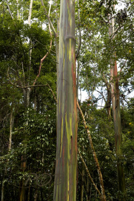 Regenboog Eucalyptus, E.deglupta
