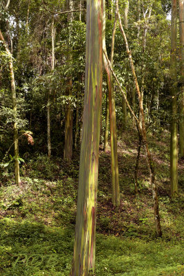 Regenboog Eucalyptus, E. deglupta