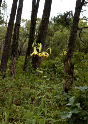 Lilium primulinum var. burmanicum, habitat 1400 mtr.