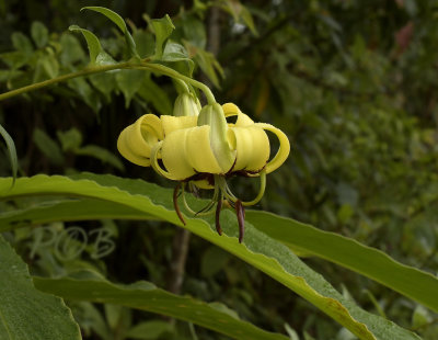 Lilium primulinum var. burmanicum
