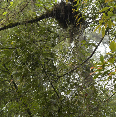Dendrobium falconeri, plant 3 mtr, cool cloud forest at 1800 mtr.