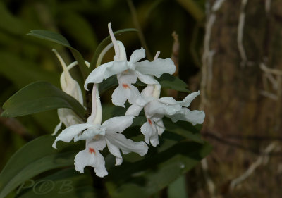 Dendrobium virgineum