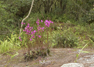 Phalaenopsis pulcherrima, lithophyte on sandstone  1300 mtr. cool forrest