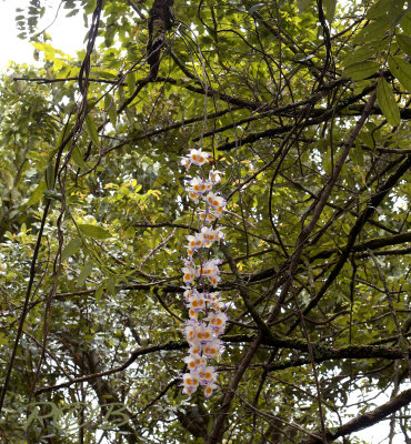Dendrobium devonianum in habitat