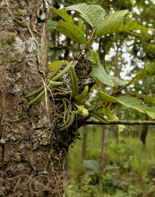 Cleisomeria sp.