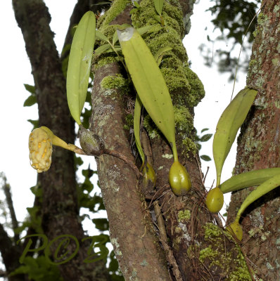 Bulbophyllum allenkerrii, 180 mm telephoto