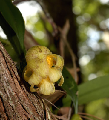 Bulbophyllum allenkerrii,close.