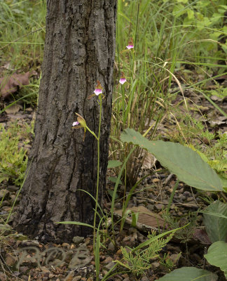 Eulophia siamensis, habitat