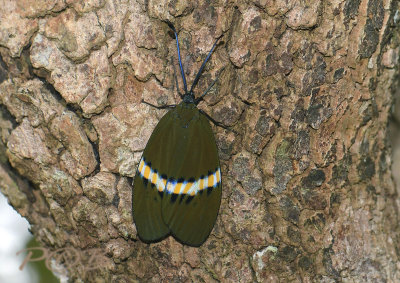 Heortia sp.