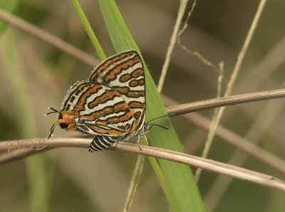 Spindasis vulcanus