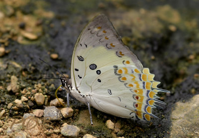 polyura delphis