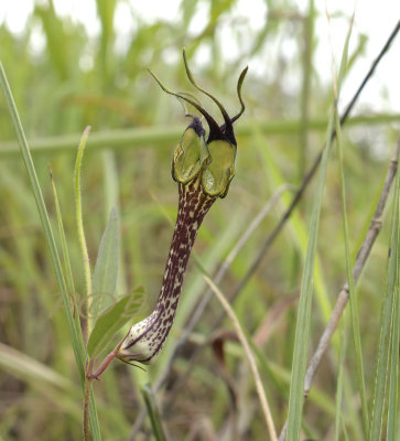 Ceropegia cochleata