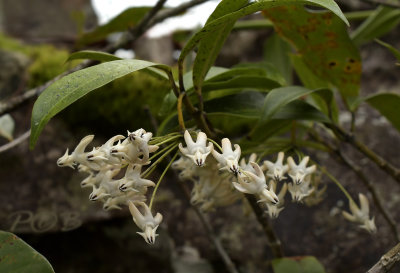  Hoya multiflora
