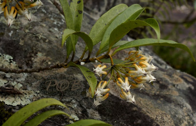  Hoya multiflora, highly endangered in the wild