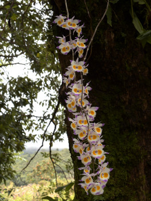 Dendrobium devonianum, 300 mm telephoto