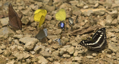 Puddling butterflies