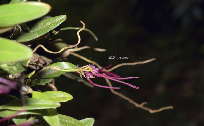 Bulbophyllum nippondii