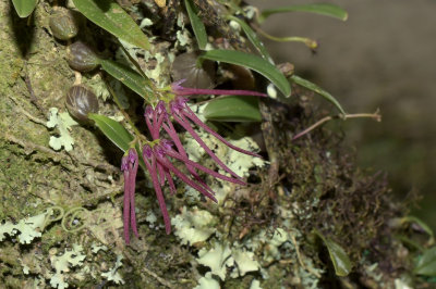 Bulbophyllum nippondii