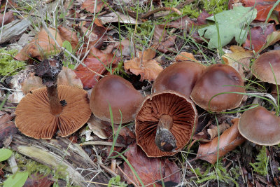 Inocybe tjallingiorum, Kastanjebruine vezelkop