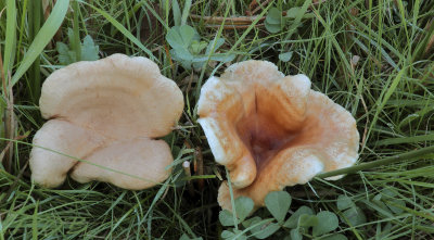 Grootsporige schijncantharel, Hygrophoropsis pallida