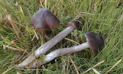 Grote veenmos satijnzwam, Entoloma sphagneti