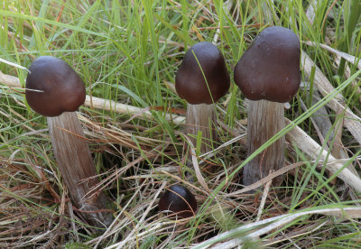 Grote veenmos satijnzwam, Entoloma sphagneti