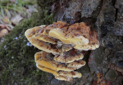 Korianderzwam, Osmoporus odoratus