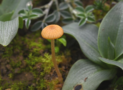 Mycena aurantiomarginata