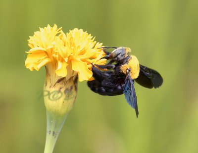 Bee, 5cm wingspan