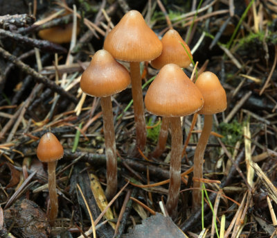 Puntig mosklokje Galerina triscopa