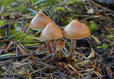 Puntig mosklokje Galerina triscopa